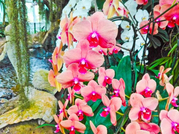 Orchidey bez stopiek