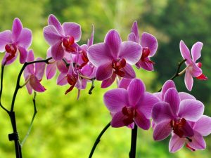 Vlastnosti pestovania orchidey a starostlivosti o ňu
