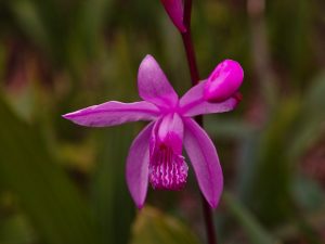 Orchidea Bletilla