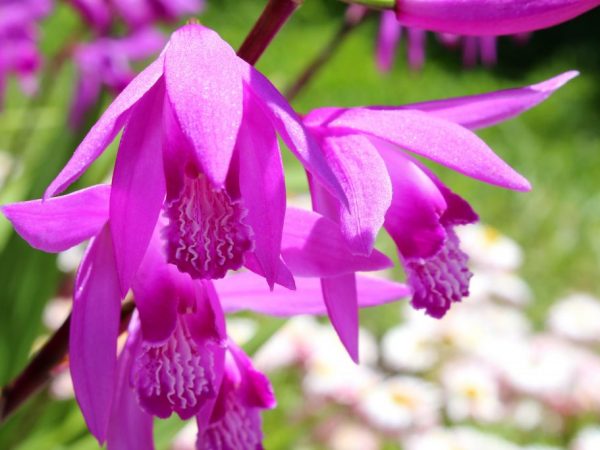 Starostlivosť o orchidey Blethilla
