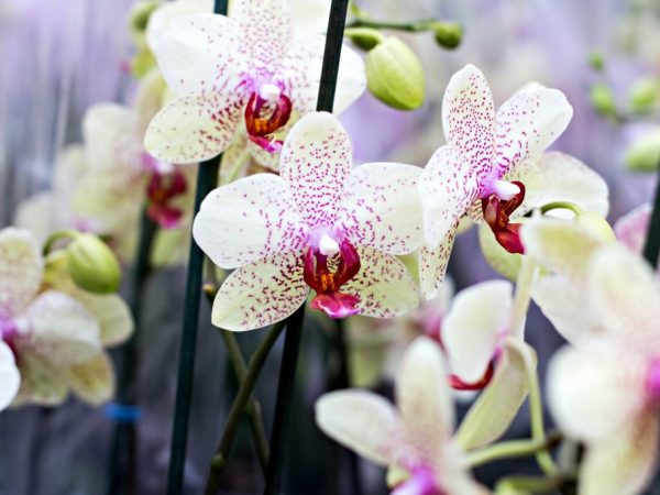 Starostlivosť o orchideu Dendrobium Nobile po odkvitnutí