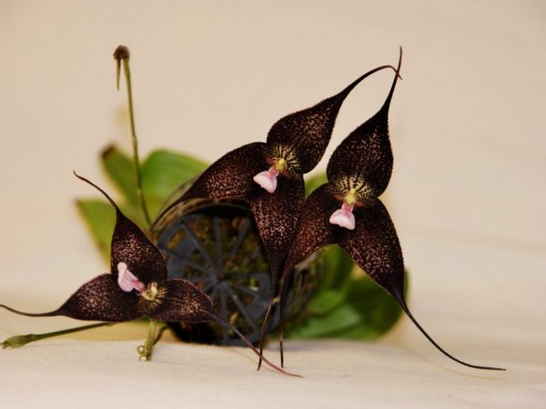 Pestovanie Drakulovej orchidey