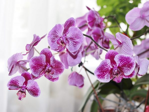 Popis orchidey Phalaenopsis