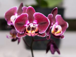 Popis orchidey veľkej pery Phalaenopsis