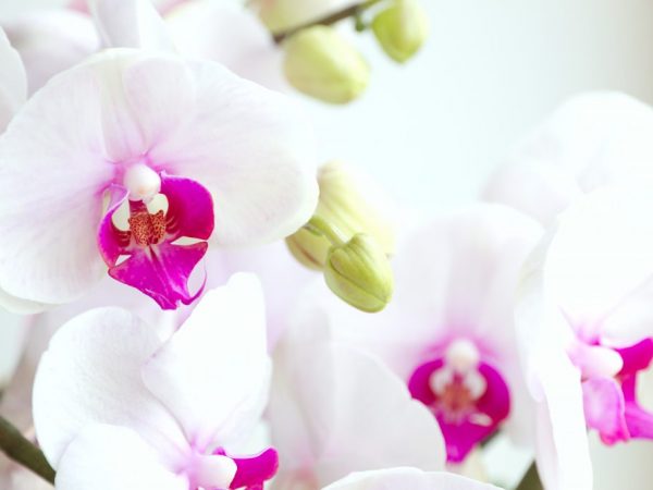 Orchidea by mala byť na tácke s vodou