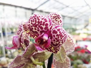Pestovanie orchidey divej mačky