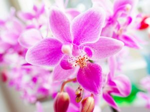 Opis orchideí phalonopsis Equestris