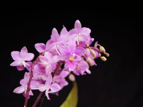 Orchidey sú veľmi rozmanité