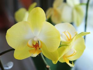 Citrónová orchidea