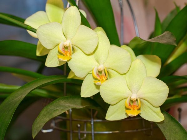 Obdobie kvitnutia citrónovej orchidey