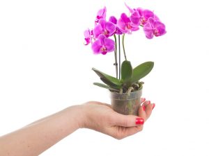 Domáca starostlivosť o orchideu Phalaenopsis mini