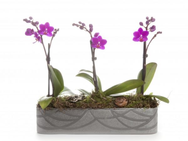 Orchidea potrebuje veľa svetla