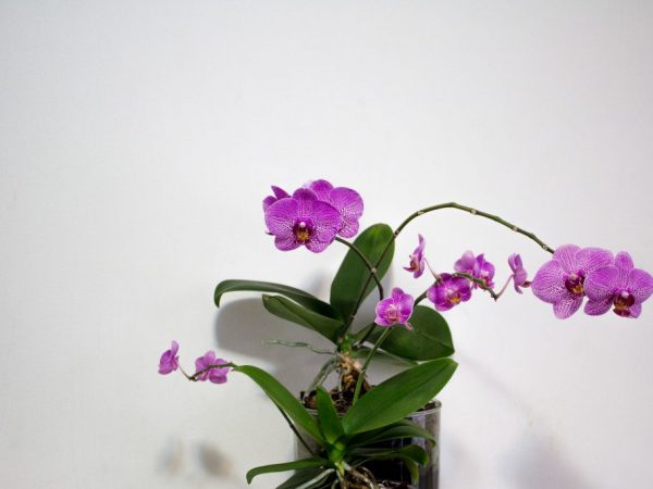 Chráňte orchideu pred hnilobou