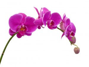 Popis orchidey Phalaenopsis Mukalla