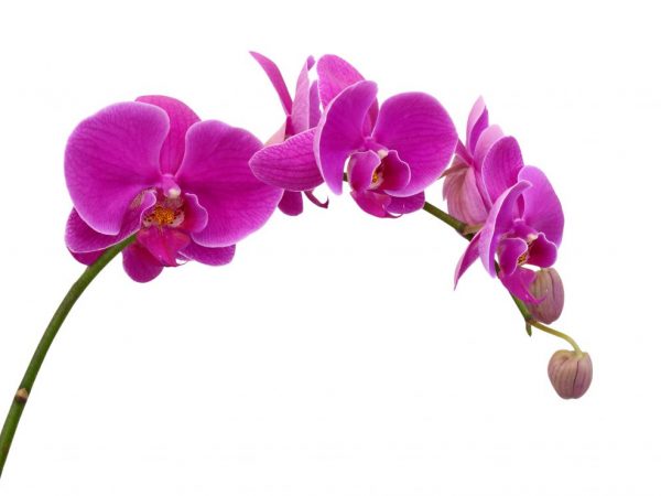 Popis orchidey Phalaenopsis Mukalla