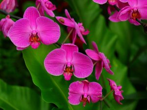 Orchidova cisárska perla
