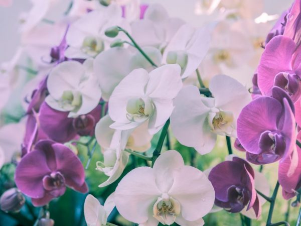 Orchidea Phalaenopsis má veľa odrôd