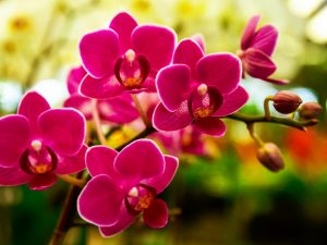 Ako vyliečiť hnilobu orchideí