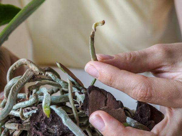 Ak orchidea predčasne vybledla, skontroluje sa stav koreňov rastlín.
