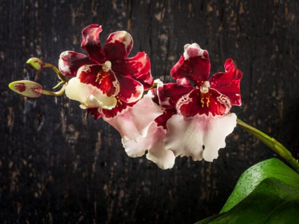 Pestovanie orchideí Cumbria