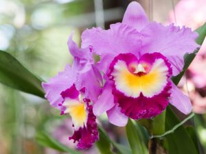 Pestovanie orchideí Cattleya