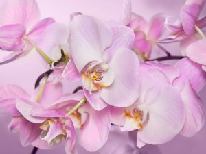 Popis motýľovej orchidey Legato