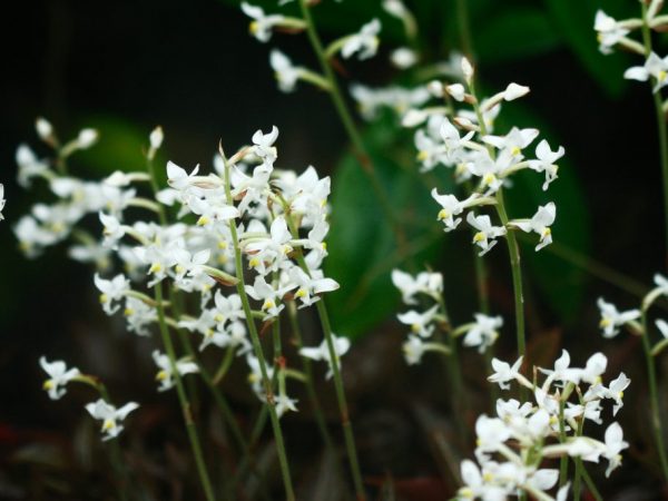 Starostlivosť o orchidey Ludisia doma