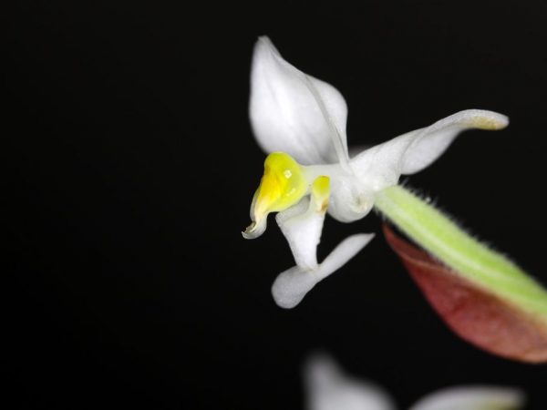 Orchidea neznáša horúčavy