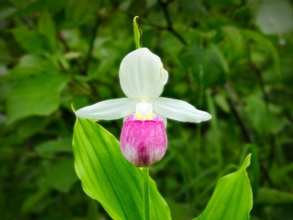 Papuče Lady Orchid