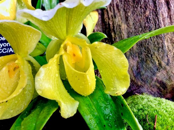 Polievanie Pafiopedilum