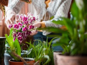 Starostlivosť o orchidey po zakúpení