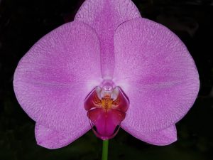 Orchidea Singolo