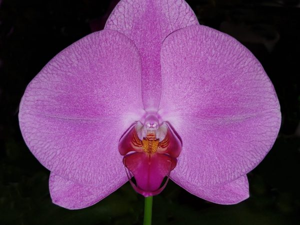 Orchidea Singolo
