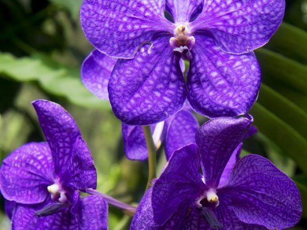 Orchidea Wanda