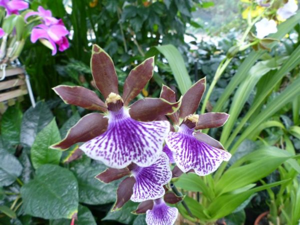 Starostlivosť o zygopetalum