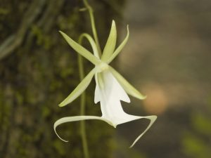 Vlastnosti pestovania duchovnej orchidey