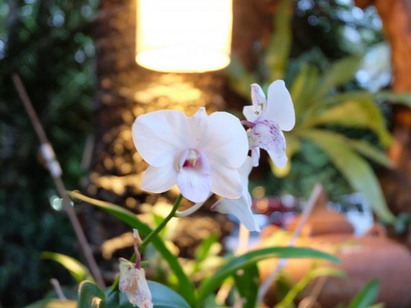 Orchidové žiarovky poskytujú podmienky optimálnej intenzity žiarenia
