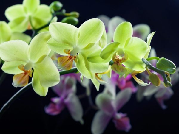 Pestovanie Phalaenopsis Lewis Sakura