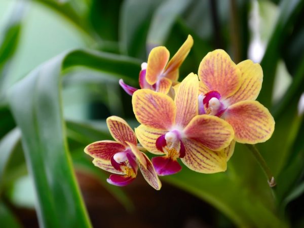 Použitie peroxidu vodíka pre orchidey