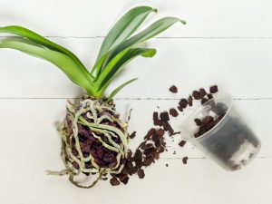 Transplantácia phalaenopsis