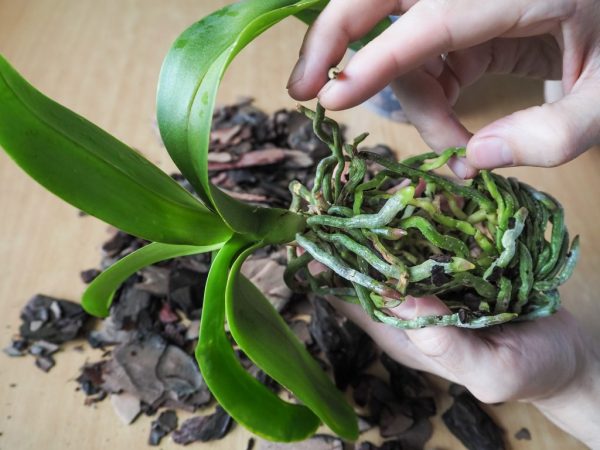 Transplantácia dieťaťa Phalaenopsis