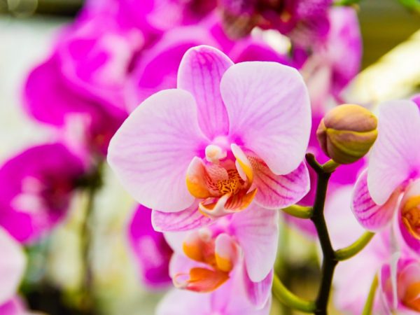 Dôvody pre vznik lepivých kvapiek na orchidei