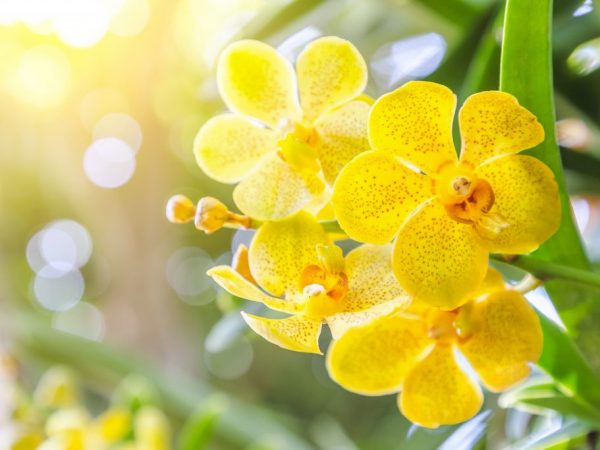 Ako pomôcť orchidei so suchými koreňmi