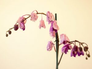 Príčiny vädnutia kvetov orchideí