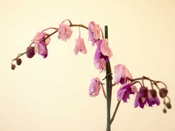 Príčiny vädnutia kvetov orchideí
