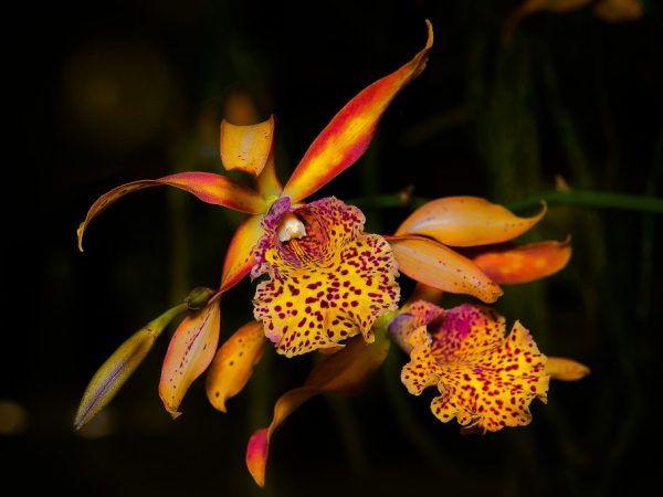 Listy orchidey Phalaenopsis žltnú