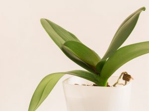 Polievanie orchidey po presadení