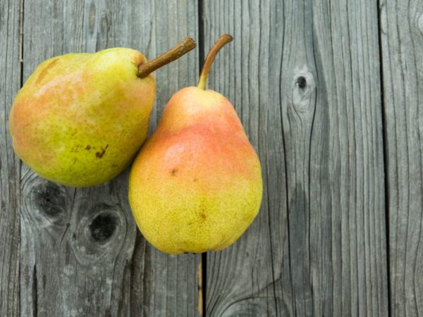 Správne zasadená hruška prinesie dobrú úrodu.