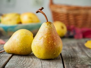 Pribaltiyskaya olejová hruška