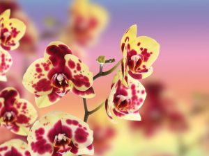 Škvrnitá orchidea